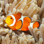 Lampe Torche Animaux de la mer-2