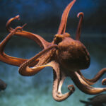 Lampe Torche Animaux de la mer-3