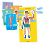 Montessori – le corps humain-1